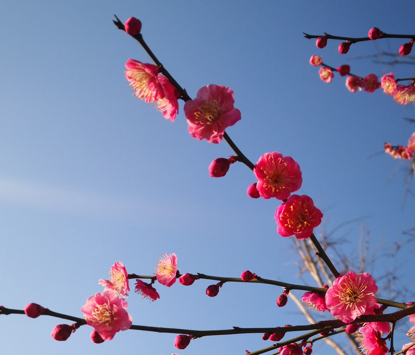 戰(zhàn)疫情守護(hù)家園，富爾頓“疫”在行動(dòng)
